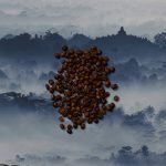 Sumatra Kerinci Solok Radjo Wet Hulled - Image 2